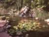 pond-picture-1
